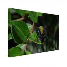 canvas decorativo foto de abeja en hojas